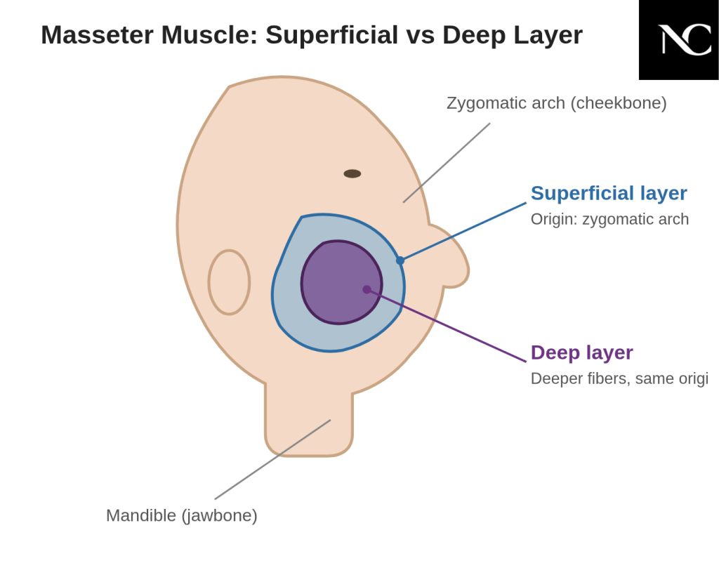 Masseter layers diagram